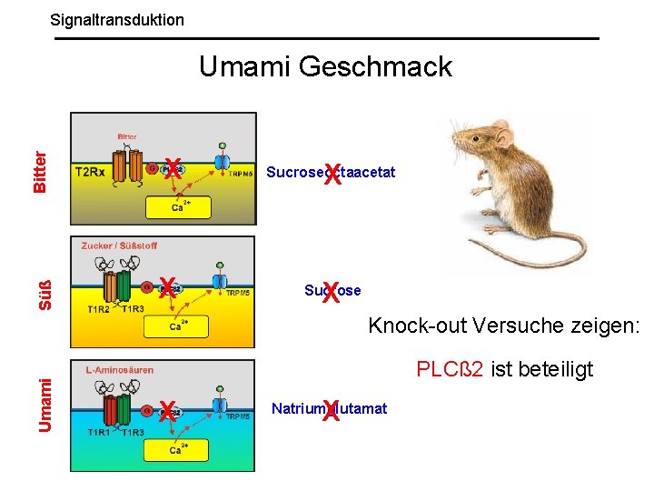 Signaltransduktion Süß Bitter Umami Geschmack X X X Sucroseoctaacetat X Sucrose Umami Knock-out Versuche