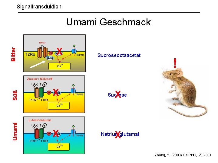 Signaltransduktion Süß X X Umami Bitter Umami Geschmack X Sucroseoctaacetat ! X Sucrose X