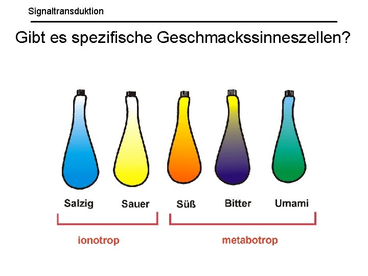 Signaltransduktion Gibt es spezifische Geschmackssinneszellen? 