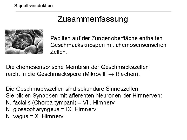 Signaltransduktion Zusammenfassung Papillen auf der Zungenoberfläche enthalten Geschmacksknospen mit chemosensorischen Zellen. Die chemosensorische Membran