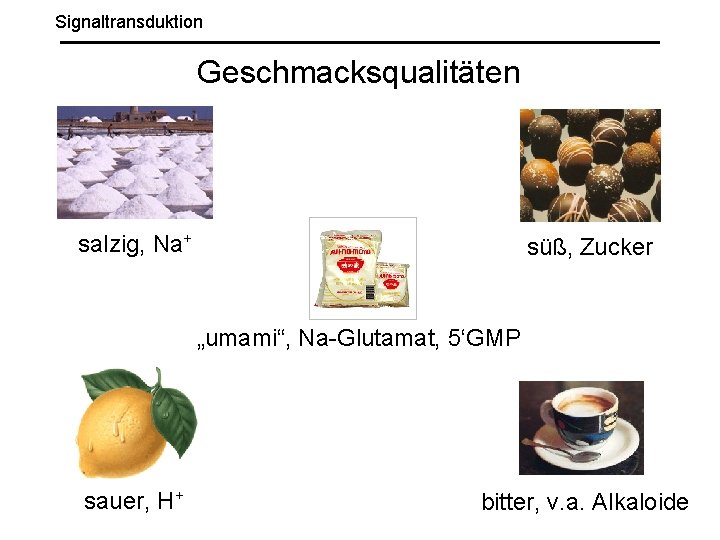 Signaltransduktion Geschmacksqualitäten salzig, Na+ süß, Zucker „umami“, Na-Glutamat, 5‘GMP sauer, H+ bitter, v. a.