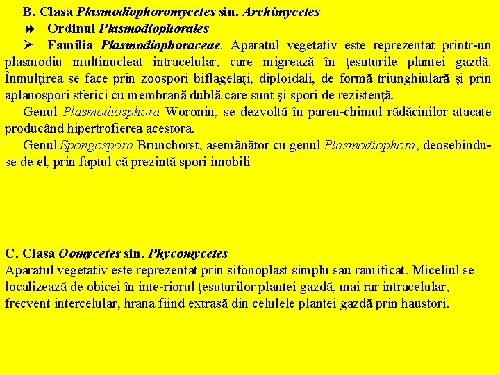 B. Clasa Plasmodiophoromycetes sin. Archimycetes 8 Ordinul Plasmodiophorales Ø Familia Plasmodiophoraceae. Aparatul vegetativ este