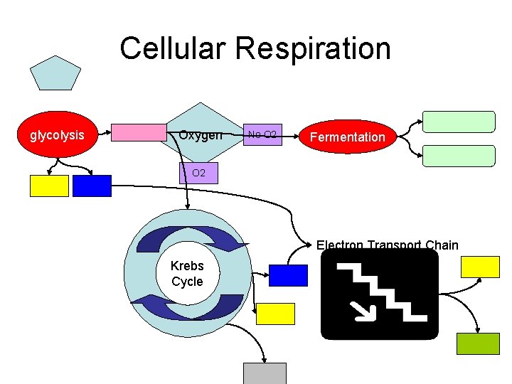Cellular Respiration glycolysis Oxygen No O 2 Fermentation O 2 Electron Transport Chain Krebs