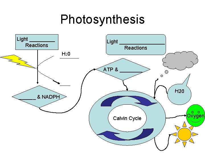 Photosynthesis Light _____ Reactions Light ________ Reactions H 20 ATP & ____ H 20