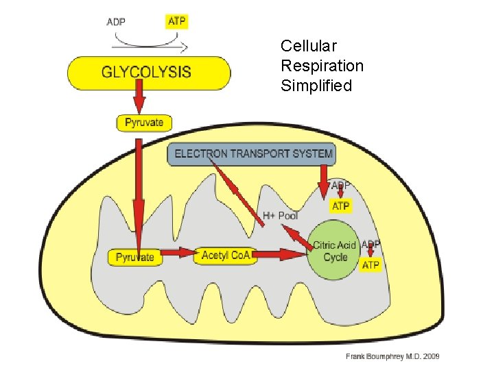 Cellular Respiration Simplified 