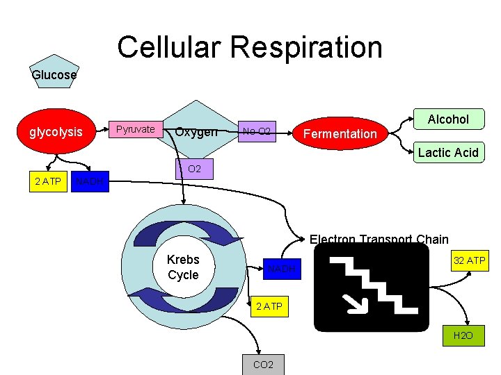Cellular Respiration Glucose glycolysis Pyruvate Oxygen Alcohol No O 2 Fermentation Lactic Acid O