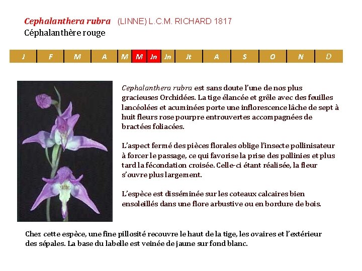 Cephalanthera rubra (LINNE) L. C. M. RICHARD 1817 Céphalanthère rouge J F M A