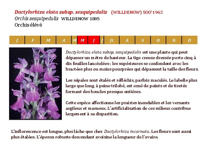 Dactylorhiza elata subsp. sesquipedalis (WILLDENOW) SOO’ 1962 Orchis sesquipedalis WILLDENOW 1805 Orchis élévé Orchis