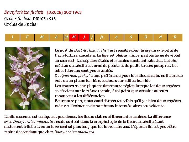 Dactylorhiza fuchsii (DRUCE) SOO’ 1962 Orchis fuchsii DRUCE 1915 Orchis de Fuchs J F