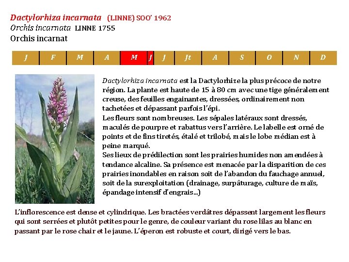 Dactylorhiza incarnata (LINNE) SOO’ 1962 Orchis incarnata LINNE 1755 Orchis incarnat J F M
