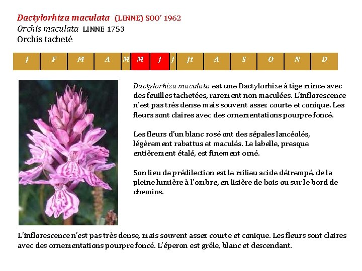 Dactylorhiza maculata (LINNE) SOO’ 1962 Orchis maculata LINNE 1753 Orchis tacheté J F M