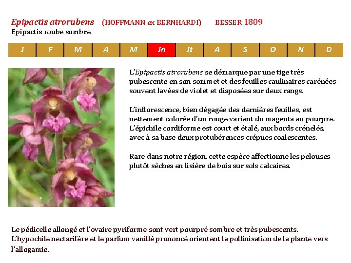 Epipactis atrorubens (HOFFMANN ex BERNHARDI) BESSER 1809 Epipactis roube sombre J F M A