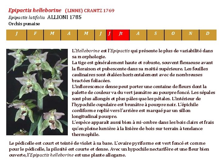 Epipactis helleborine (LINNE) CRANTZ 1769 Epipactis latifolia ALLIONI 1785 Orchis punaise J F M