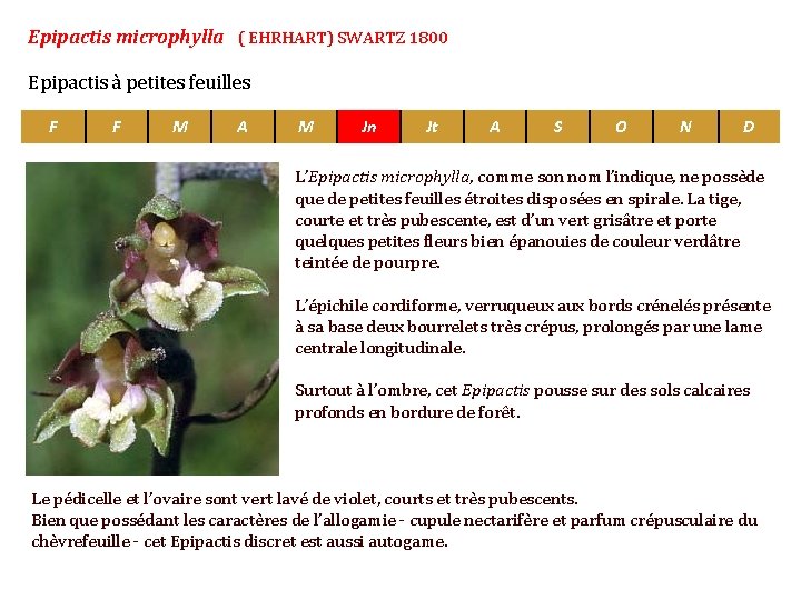 Epipactis microphylla ( EHRHART) SWARTZ 1800 Epipactis à petites feuilles F F M A