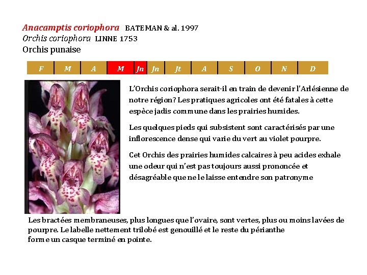 Anacamptis coriophora BATEMAN & al. 1997 Orchis coriophora LINNE 1753 Orchis punaise F M