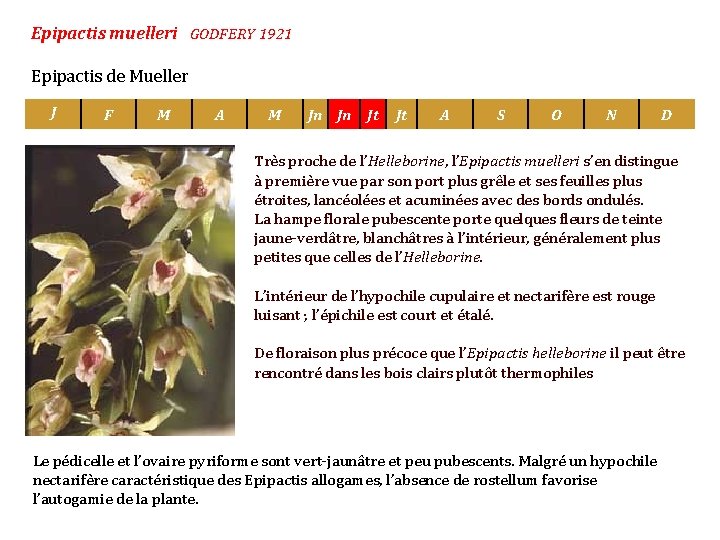 Epipactis muelleri GODFERY 1921 Epipactis de Mueller J F M A M Jn Jn