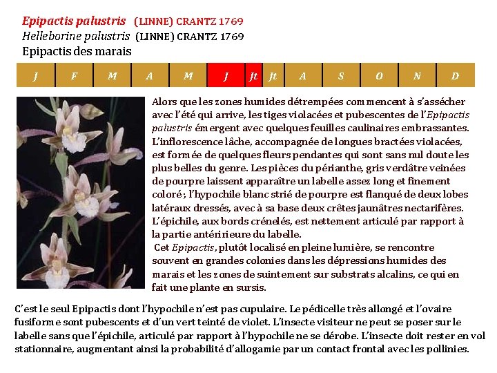 Epipactis palustris (LINNE) CRANTZ 1769 Helleborine palustris (LINNE) CRANTZ 1769 Epipactis des marais J