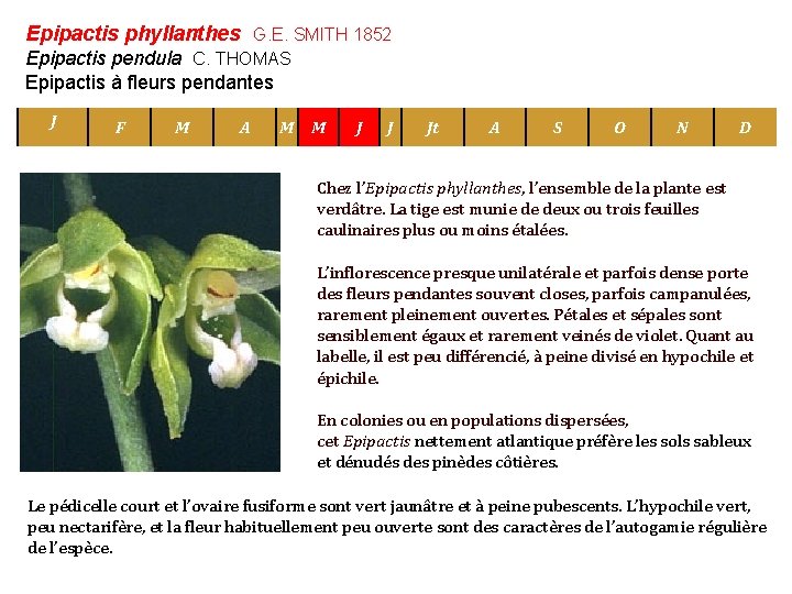 Epipactis phyllanthes G. E. SMITH 1852 Epipactis pendula C. THOMAS Epipactis à fleurs pendantes