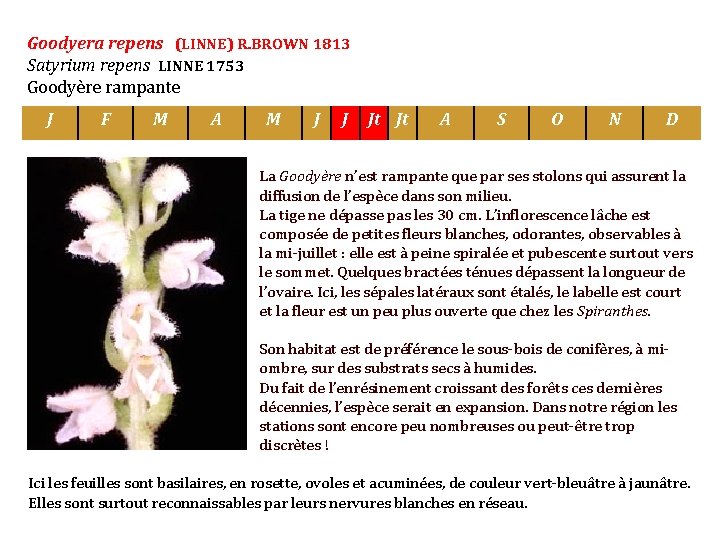Goodyera repens (LINNE) R. BROWN 1813 Satyrium repens LINNE 1753 Goodyère rampante J F