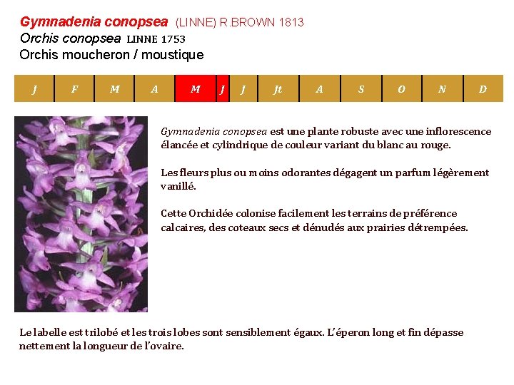 Gymnadenia conopsea (LINNE) R. BROWN 1813 Orchis conopsea LINNE 1753 Orchis moucheron / moustique