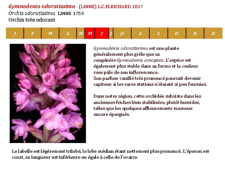 Gymnadenia odoratissima (LINNE) L. C. M. RICHARD 1817 Orchis odoratissima LINNE 1753 Orchis très