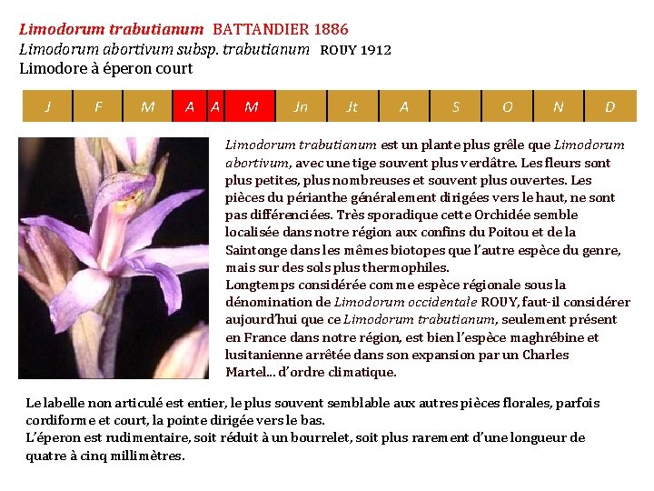 Limodorum trabutianum BATTANDIER 1886 Limodorum abortivum subsp. trabutianum ROUY 1912 Limodore à éperon court