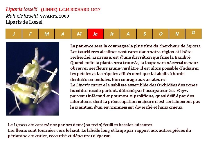 Liparis lœselii (LINNE) L. C. M. RICHARD 1817 Malaxis lœselii SWARTZ 1800 Liparis de