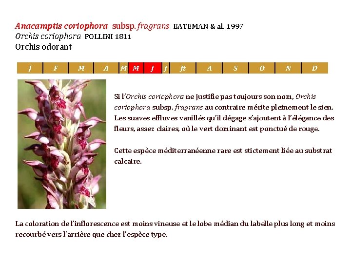 Anacamptis coriophora subsp. fragrans BATEMAN & al. 1997 Orchis coriophora POLLINI 1811 Orchis odorant