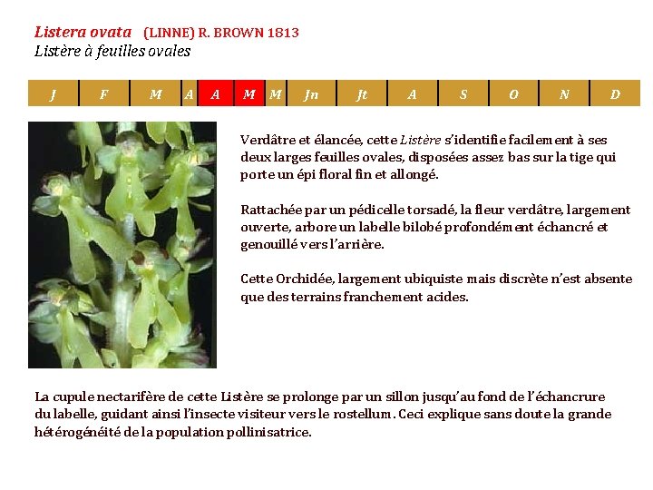 Listera ovata (LINNE) R. BROWN 1813 Listère à feuilles ovales J F M A