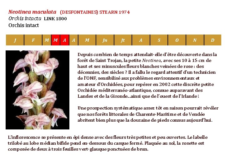 Neotinea maculata (DESFONTAINES) STEARN 1974 Orchis intacta LINK 1800 Orchis intact J F M