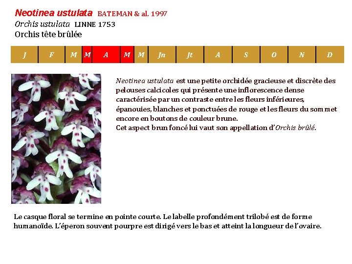Neotinea ustulata BATEMAN & al. 1997 Orchis ustulata LINNE 1753 Orchis tête brûlée J