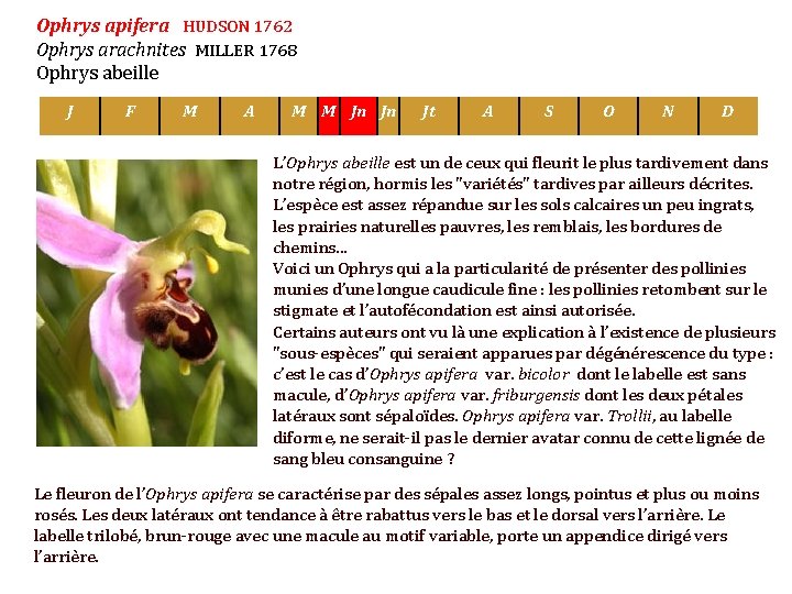 Ophrys apifera HUDSON 1762 Ophrys arachnites MILLER 1768 Ophrys abeille J F M A