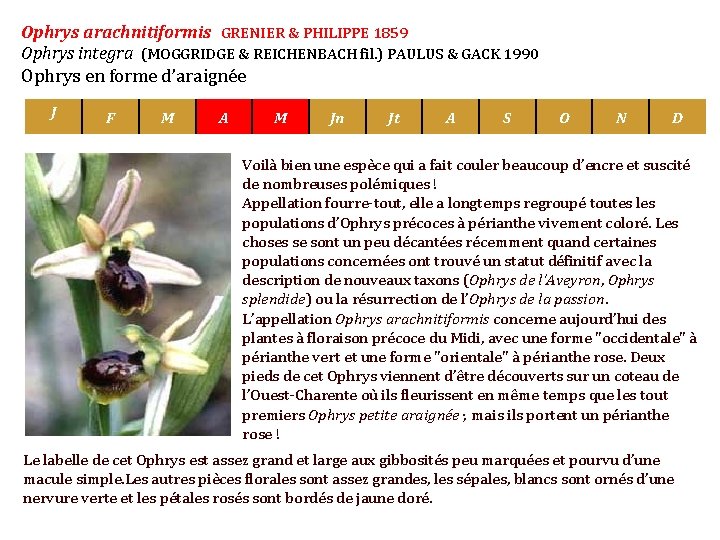 Ophrys arachnitiformis GRENIER & PHILIPPE 1859 Ophrys integra (MOGGRIDGE & REICHENBACH fil. ) PAULUS