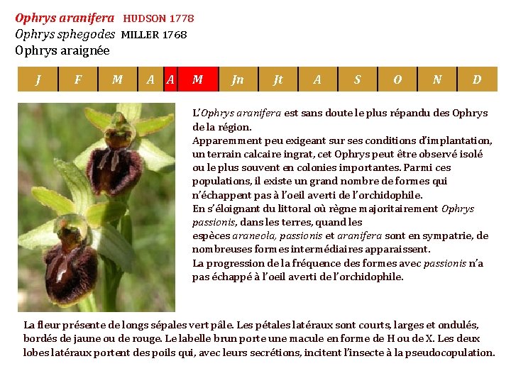 Ophrys aranifera HUDSON 1778 Ophrys sphegodes MILLER 1768 Ophrys araignée J F M A