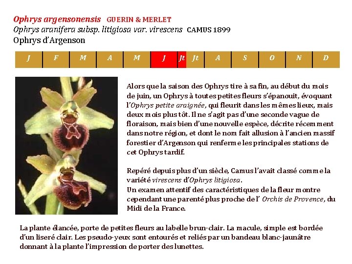 Ophrys argensonensis GUERIN & MERLET Ophrys aranifera subsp. litigiosa var. virescens CAMUS 1899 Ophrys