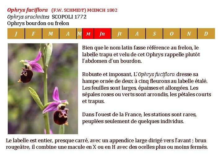 Ophrys fuciflora (F. W. SCHMIDT) MŒNCH 1802 Ophrys arachnites SCOPOLI 1772 Ophrys bourdon ou