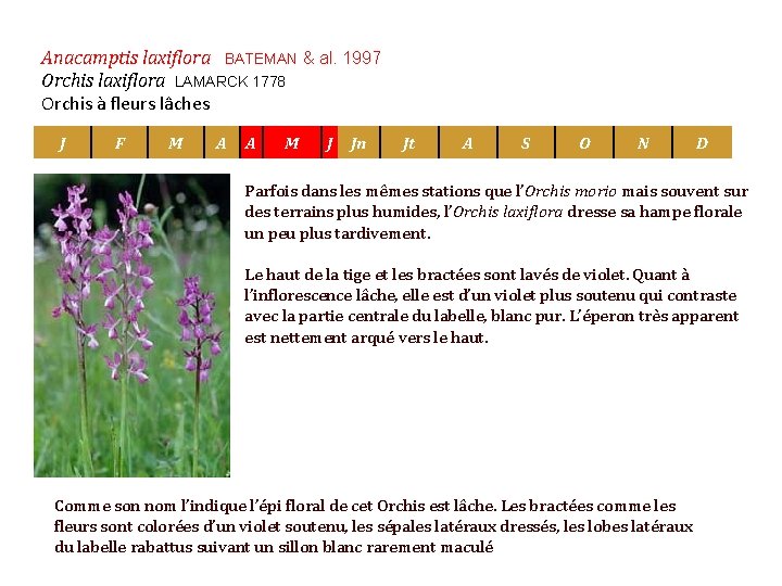 Anacamptis laxiflora BATEMAN & al. 1997 Orchis laxiflora LAMARCK 1778 Orchis à fleurs lâchesf