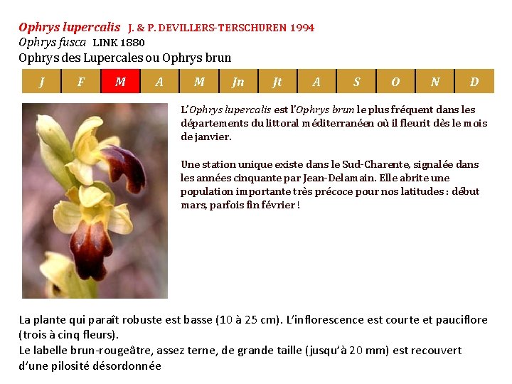 Ophrys lupercalis J. & P. DEVILLERS-TERSCHUREN 1994 Ophrys fusca LINK 1880 Ophrys des Lupercales