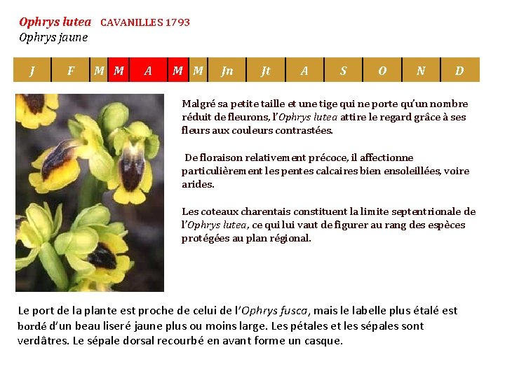 Ophrys lutea CAVANILLES 1793 Ophrys jaune J F M M A M M Jn
