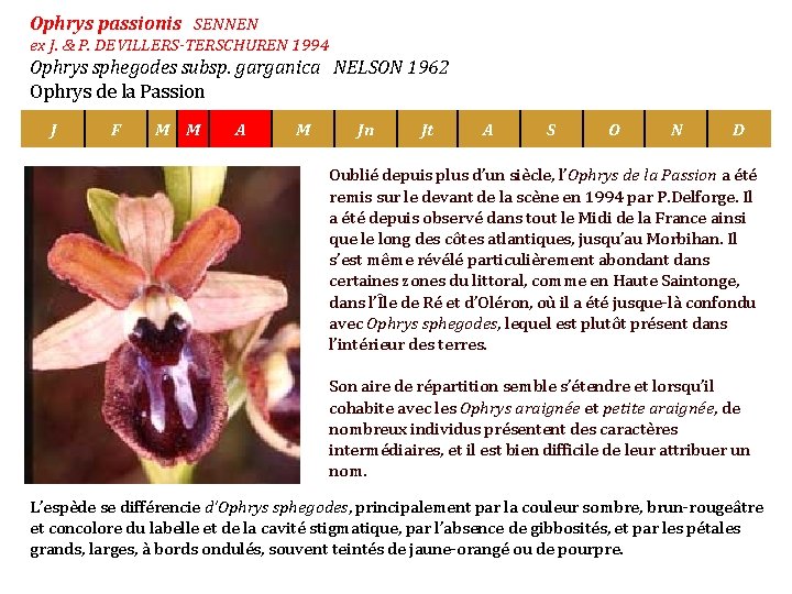 Ophrys passionis SENNEN ex J. & P. DEVILLERS-TERSCHUREN 1994 Ophrys sphegodes subsp. garganica NELSON
