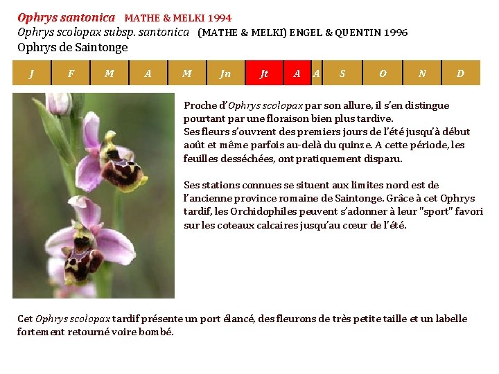 Ophrys santonica MATHE & MELKI 1994 Ophrys scolopax subsp. santonica (MATHE & MELKI) ENGEL