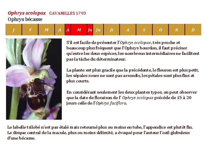 Ophrys scolopax CAVANILLES 1793 Ophrys bécasse J F M A A M Jn Jn