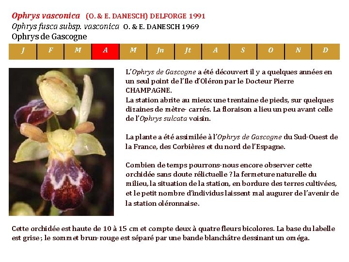 Ophrys vasconica (O. & E. DANESCH) DELFORGE 1991 Ophrys fusca subsp. vasconica O. &