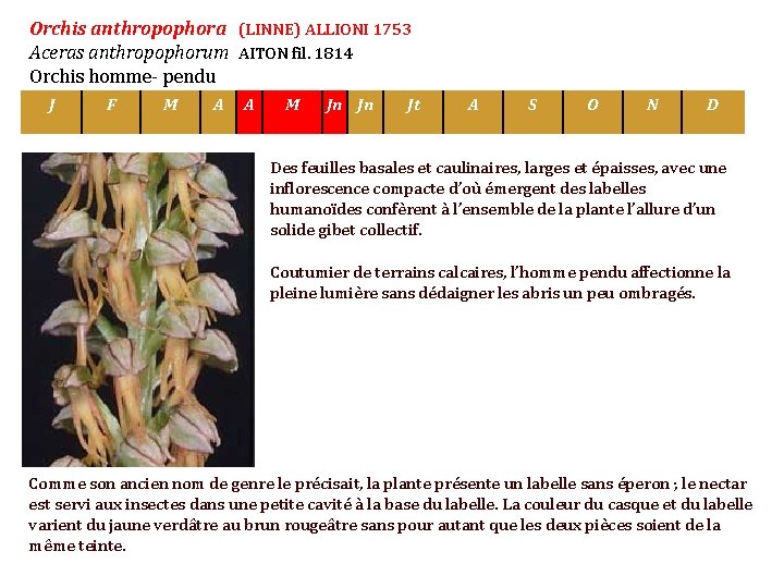 Orchis anthropophora (LINNE) ALLIONI 1753 Aceras anthropophorum AITON fil. 1814 Orchis homme- pendu J
