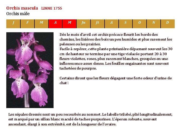 Orchis mascula LINNE 1755 Orchis mâle J F M A M Jn Jt A