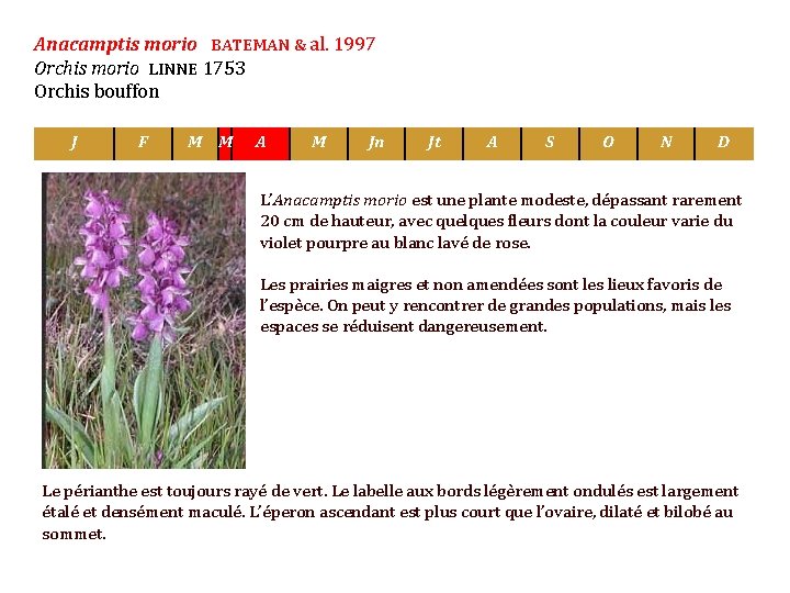 Anacamptis morio BATEMAN & al. 1997 Orchis morio LINNE 1753 Orchis bouffon J F