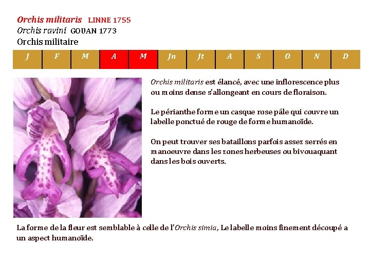 Orchis militaris LINNE 1755 Orchis ravini GOUAN 1773 Orchis militaire J F M A