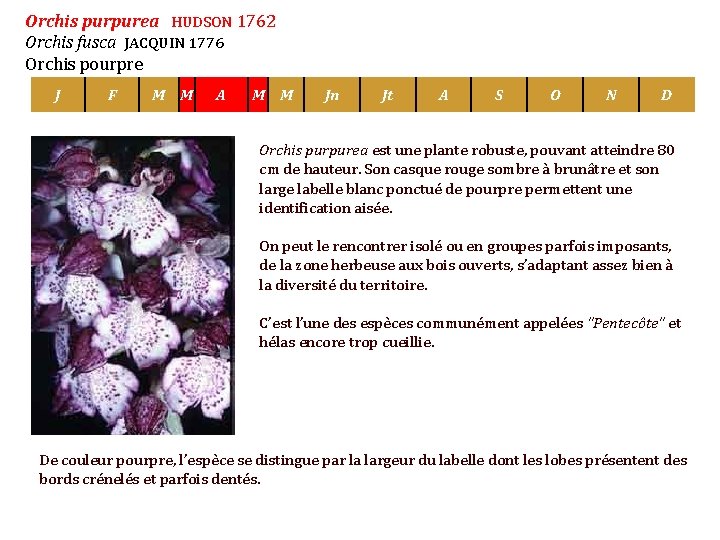 Orchis purpurea HUDSON 1762 Orchis fusca JACQUIN 1776 Orchis pourpre J F M M