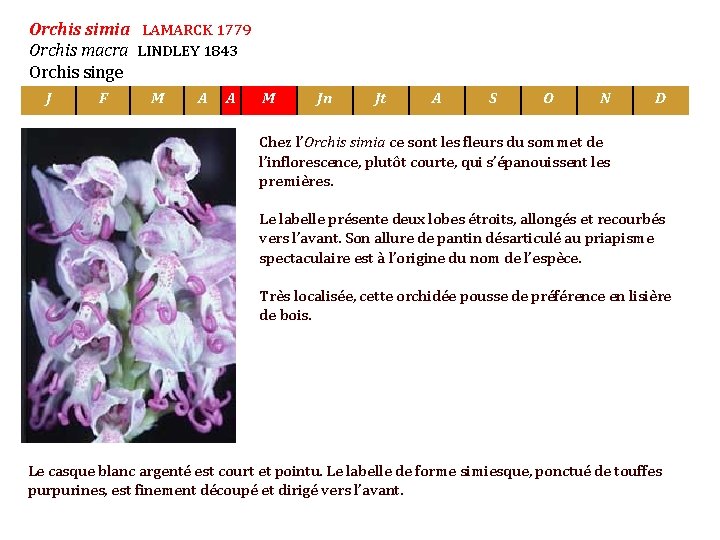 Orchis simia LAMARCK 1779 Orchis macra LINDLEY 1843 Orchis singe J F M A