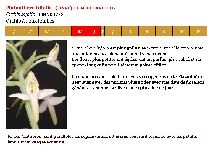 Platanthera bifolia (LINNE) L. C. M. RICHARD 1817 Orchis bifolia LINNE 1753 Orchis à